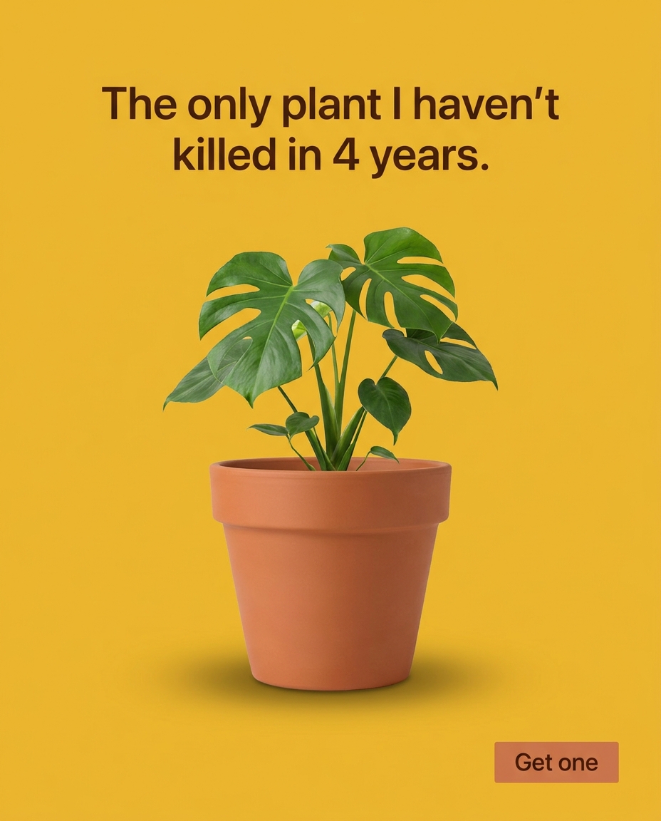 The only plant I haven't killed in 4 years.